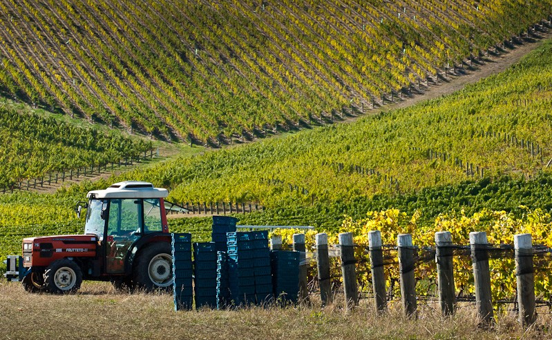 Folium Vineyard Daily Life